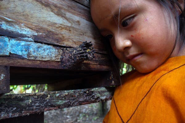 A child peers closely into the small, crusty exit of a wooden beehive.