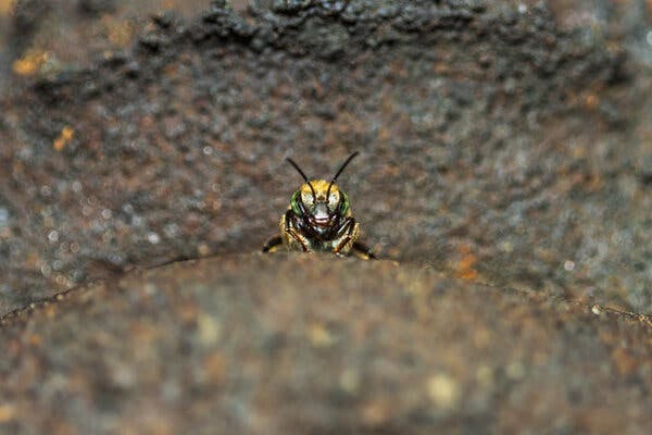 A close-up view of a bee with green eyes and alert antennae standing at attention on a mud hive.