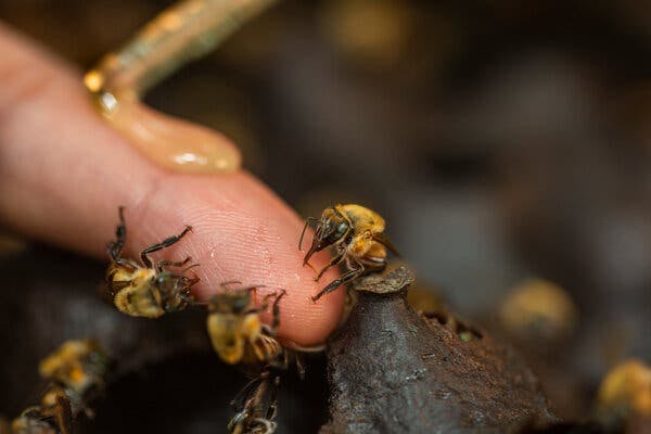 A close-up view of stingless bees on a person’s finger.