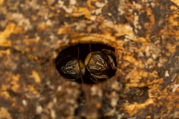 A close-up view of the outside of a bees’ nest with a small hole in which two bees can be seen peering out.