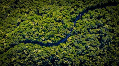 aerial view of green trees