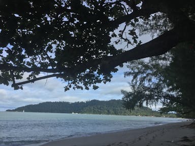 a tree next to a body of water