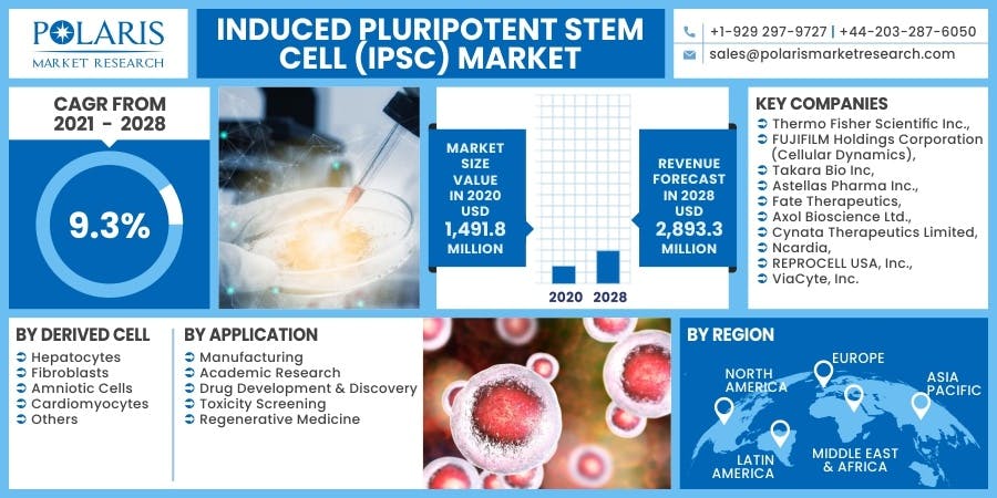 Induced-Pluripotent-Stem-Cell-iPSC-Market.jpg