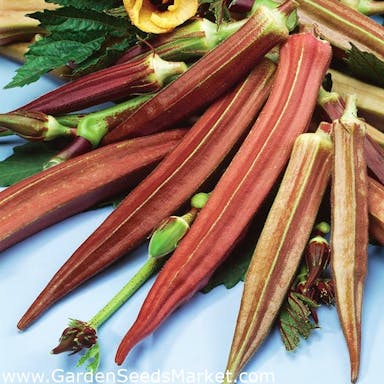 okra-ketmia-jadalna-burgundy.jpeg
