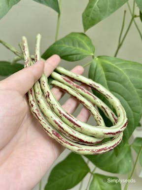 thai_soldier_long_bean_seeds_1625977151_2717461c_progressive.jpeg