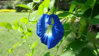 Butterfly_pea_-Clitoria_ternatea.jpeg