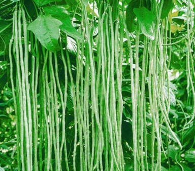 Yard-Long-Beans-Characterstics..jpg