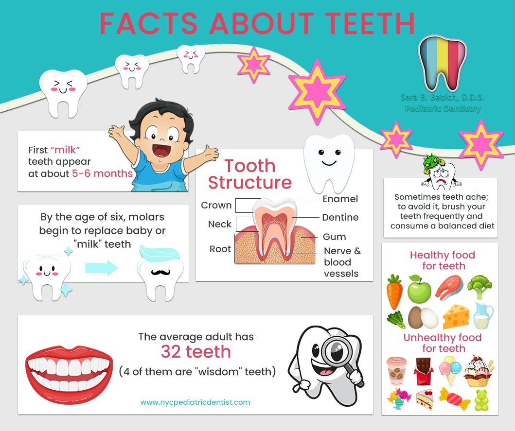 Facts about Teeth.jpg