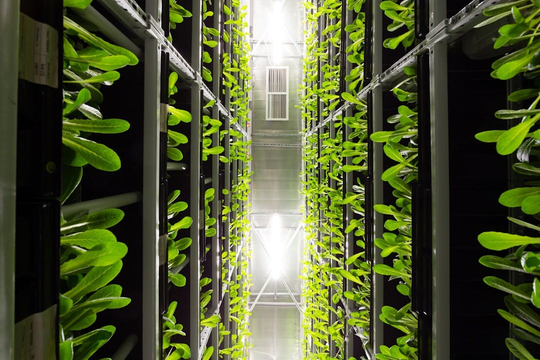 green leaves inside a building