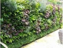 plantbox living wall.JPG