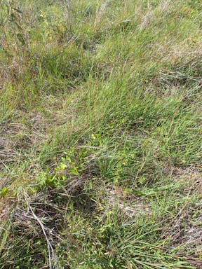 Kelmans _2022-38-344_09-38_64.jpg