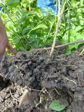 bull pdk_2022-36-344_09-36_75.jpg