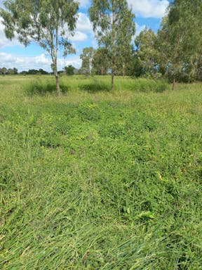 bull pdk_2022-36-344_09-36_80.jpg