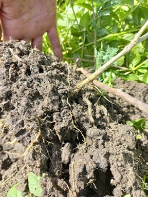 bull pdk_2022-36-344_09-36_82.jpg