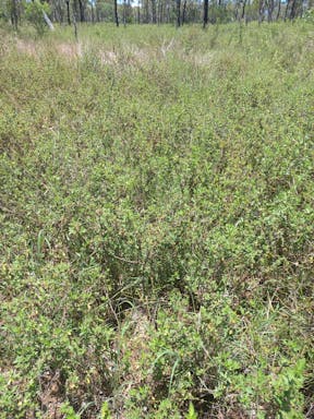 # Elliot river top_2022-18-344_09-18_7.jpg