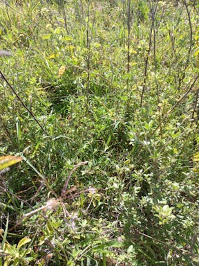 kangaroo cell 1_2022-36-344_09-36_46.jpg