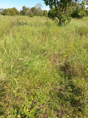 kangaroo cell 1_2022-36-344_09-36_47.jpg