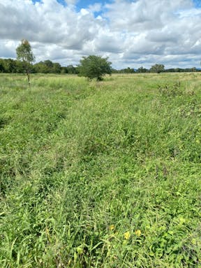 bull pdk_2022-36-344_09-36_79.jpg