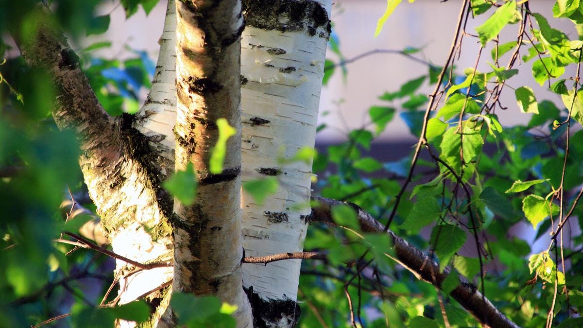 Wichtigste Baumarten: Birke