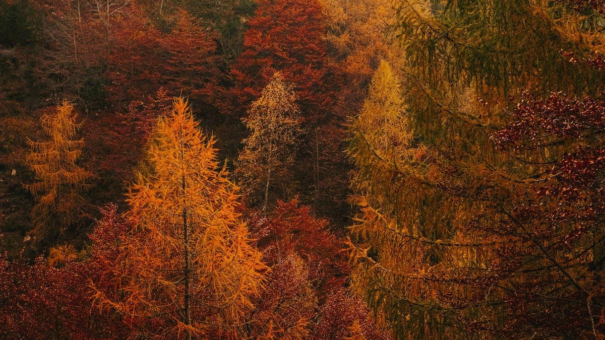 Wichtigste Baumarten auf Waldhilfe