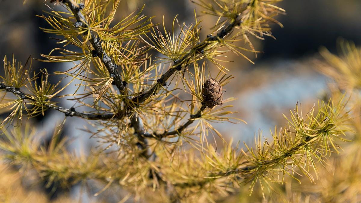 Wichtigste Baumarten: Lärche