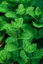 10 Fast-Growing Herbs for Quick Harvests _ TheGrow.jfif