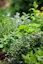 Herb Garden Tips.jfif