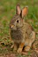 Shockingly realistic AI generated rabbit.jfif