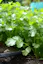 17 Culinary Herbs to Grow In Your Home Garden.jfif