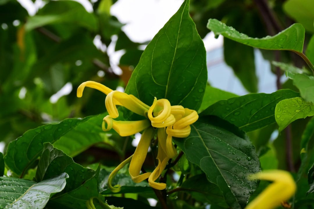 a close up of a yellow flower on a tree