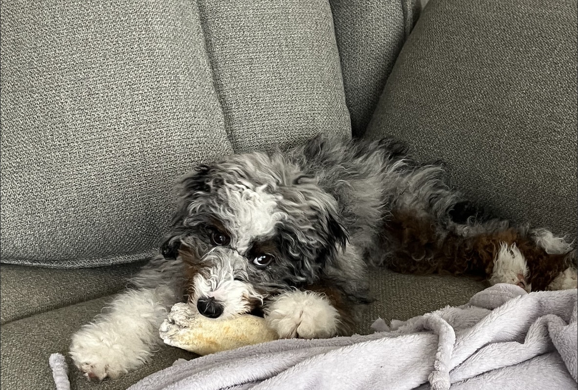 Sleepover kit · Pet sitting guide