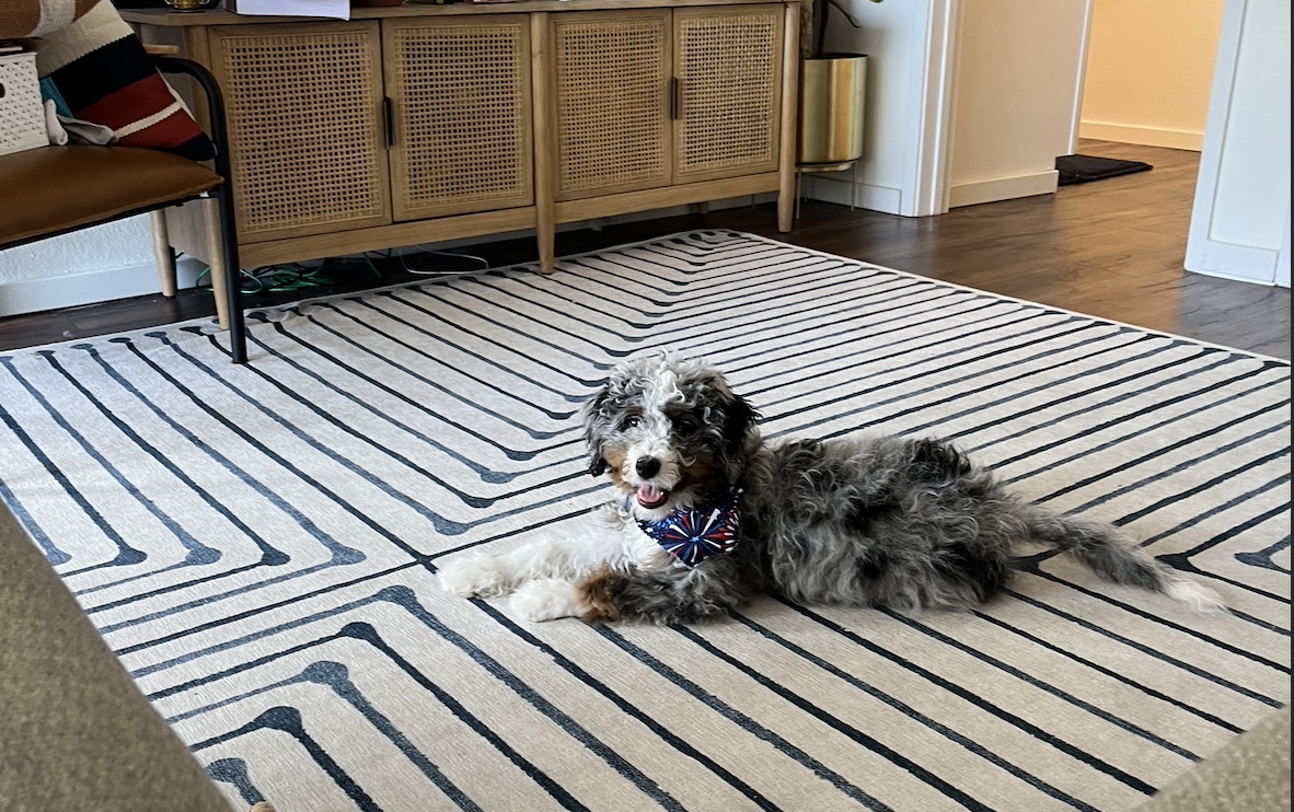 training-commands-pet-sitting-guide