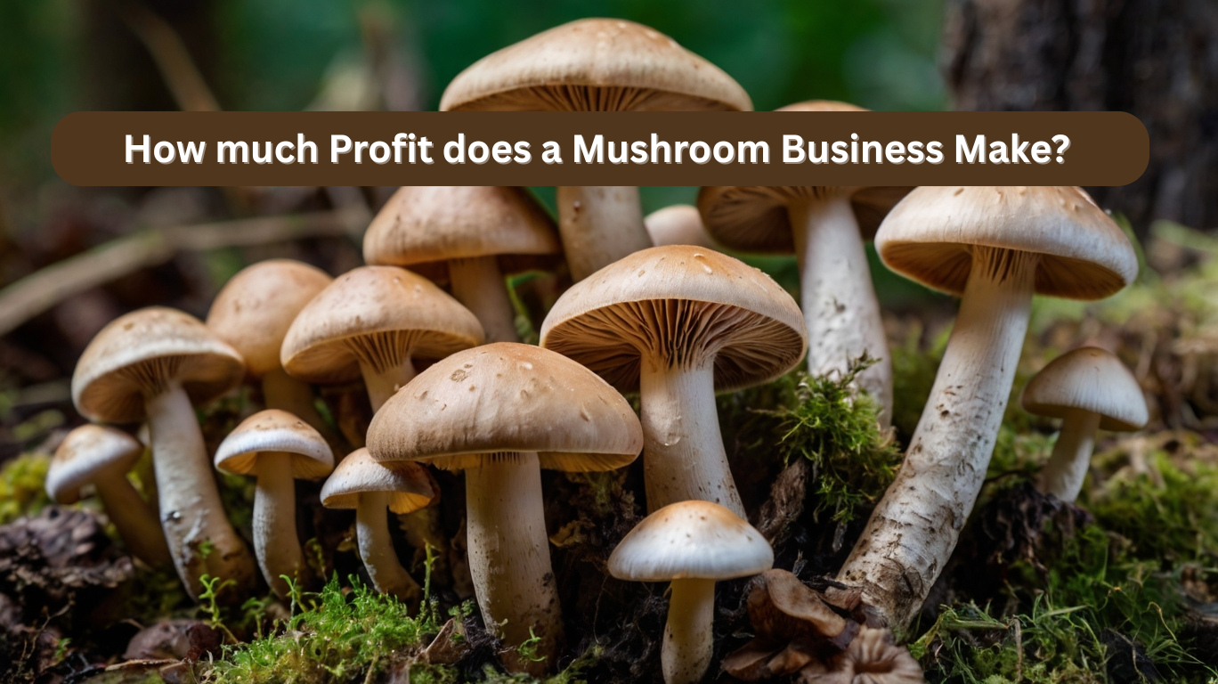 How much Profit does a Mushroom Business Make attractive article image.png