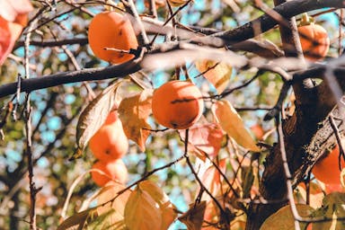 round orange fruits hanging from a tree