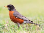 1200px-Turdus-migratorius-002.jpg