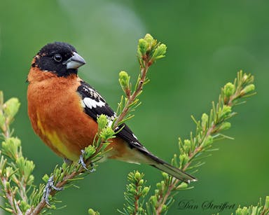 Black-headed Grosbeak Dan Streiffert 2006.jpg