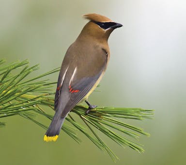 Cedar-waxwing.jpg
