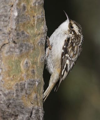 Brown_Creeper.jpg