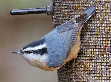 07_-_red-breasted_nuthatch_feeder_gorgeous.jpg