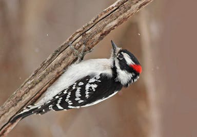 Downy-woodpecker.jpg