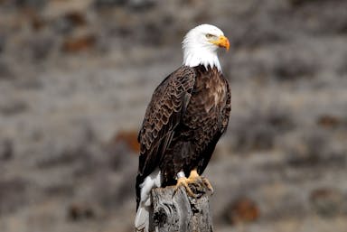 1920px-a_banded_adult_bald_eagle_5657709617_.jpg