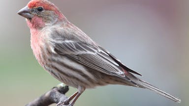 house-finch-5a301b00482c52003777621e.jpg
