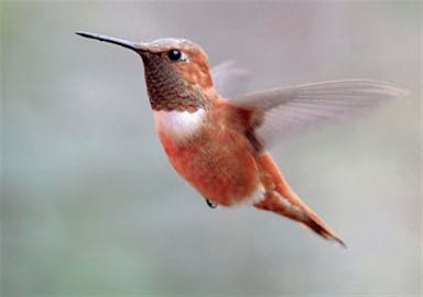 a-rufous-hummingbird.jpg