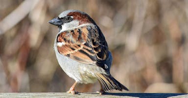 f_apa_2015_traceylowrey_283294_house_sparrow_kk.jpg