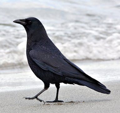 crow.jpg
