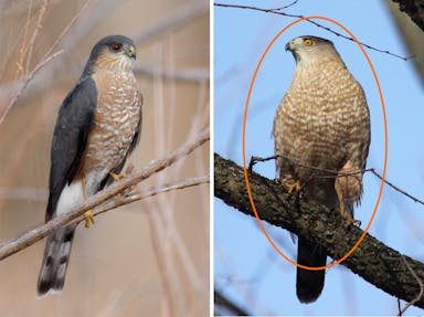 sfw_hawksuntitled-1 copy.jpg