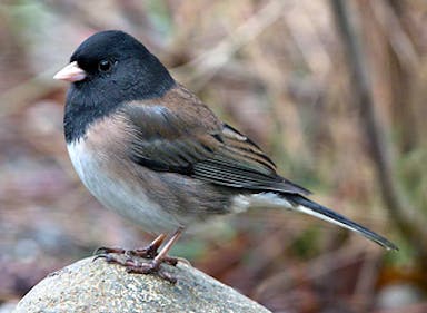 junco2.jpg
