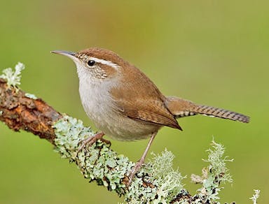Bewicks-Wren-1-gb.jpg