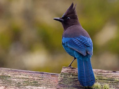 stellar-jay-1024x768-RBanno.jpg