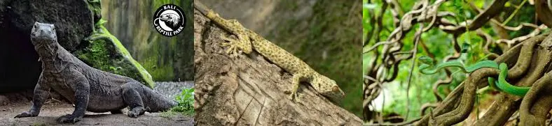 REPTIELEN.jpg
